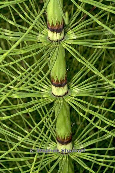 equisetum 2 graphic